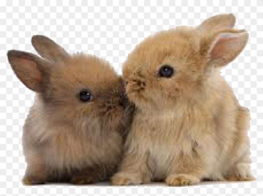 Mood Boards, Fun Stuff, Fun Things - Domestic Rabbit Clipart #4509272