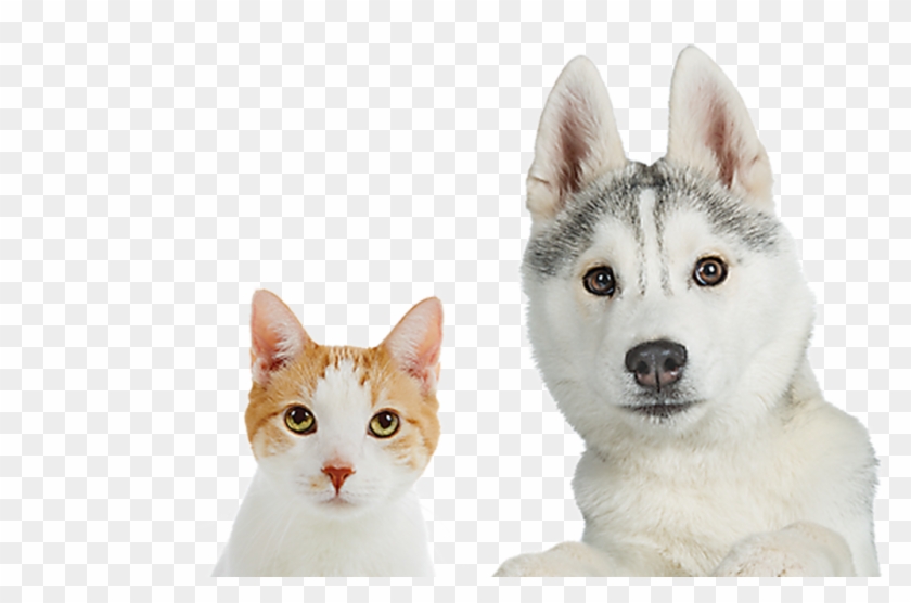 Domestic Short-haired Cat Clipart