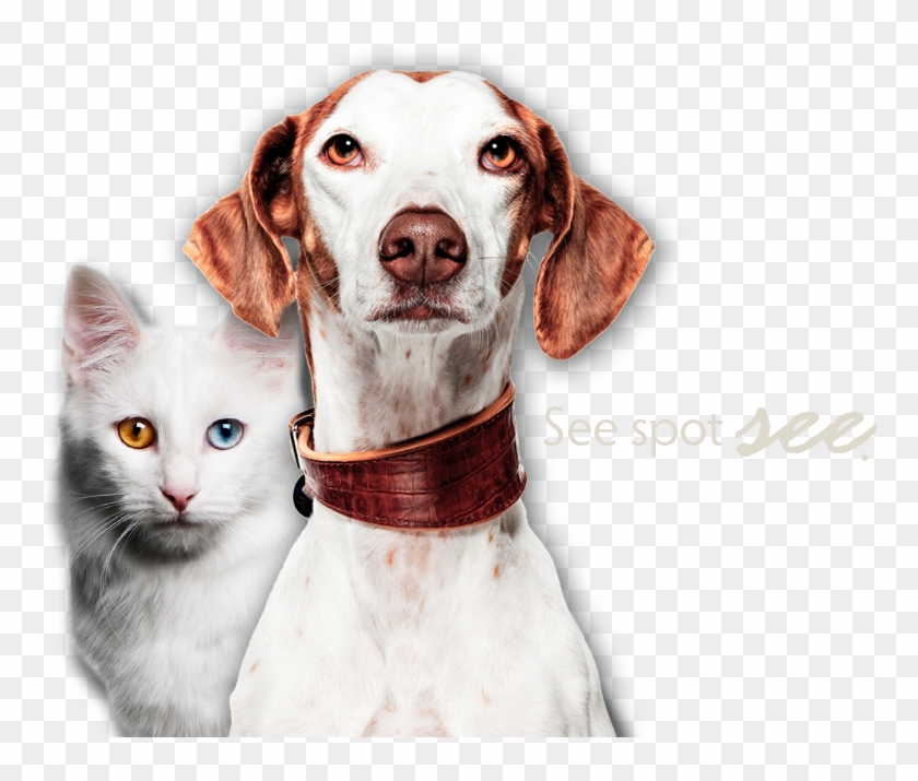 Learn More > - Companion Dog Clipart #4509872