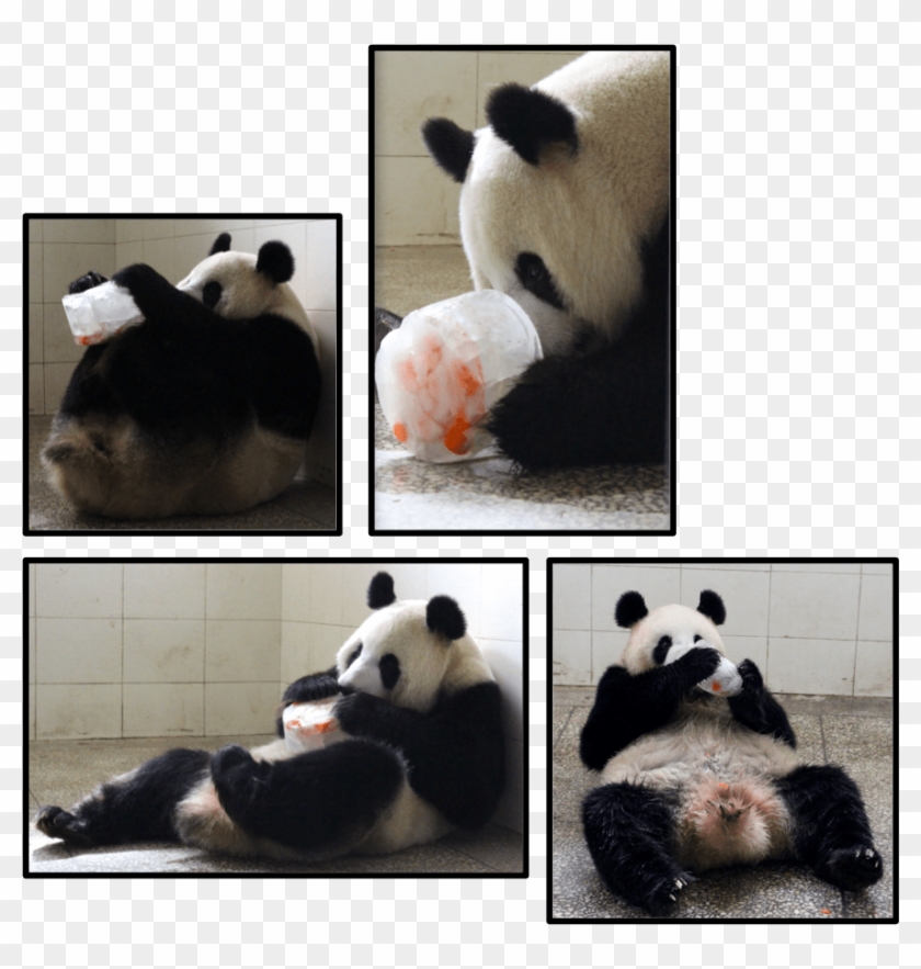 A Day At The Bifengxia Panda Base Where We'll Will - Panda Clipart #4509901