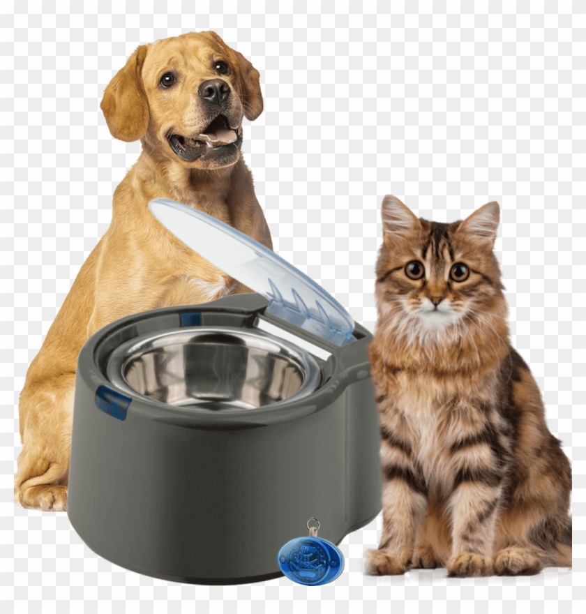 Free-ranging Dog Clipart #4509962