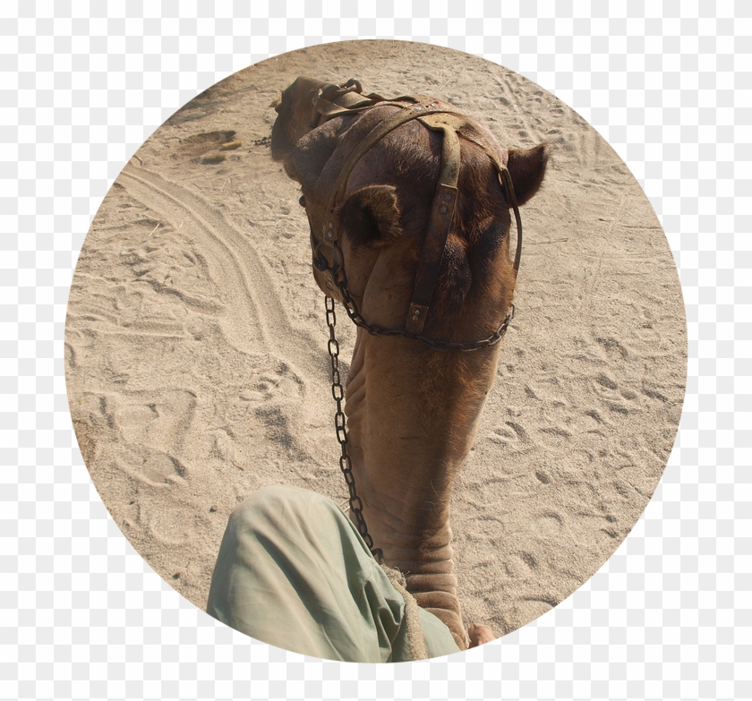 Camel For Your Film In Almeria, Spain - Arabian Camel Clipart #4510310