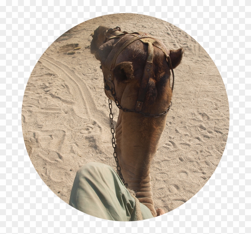 Camel For Your Film In Almeria, Spain - Arabian Camel Clipart