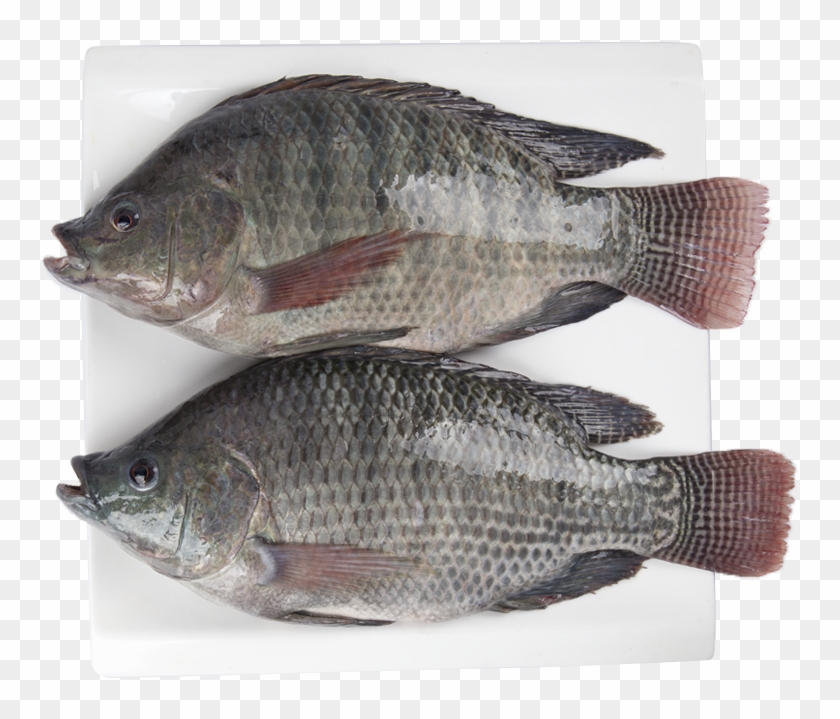 China Black Tilapia Fish Frozen, China Black Tilapia - Tilapia Clipart #4510442