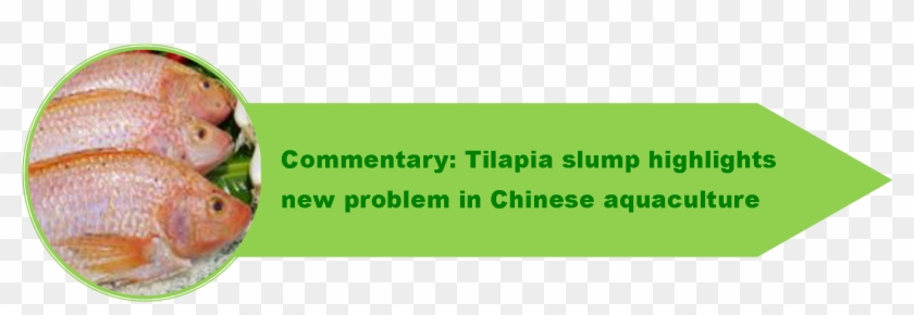 Green 1 - Trumpette Socks Clipart