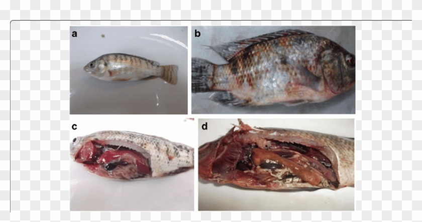 A Body Shape Of Tilapia Fish Laterally Compressed To - Streptococcus Agalactiae In Tilapia Clipart #4510819