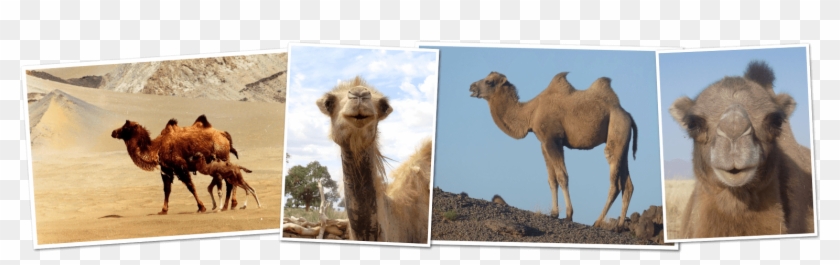 Great Gobi Kids Corner - Arabian Camel Clipart #4510820