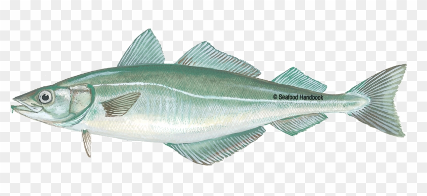 Tilapia - Salmon - Pollock - Shrimp - Pollocks , Png - Sole Clipart #4510823