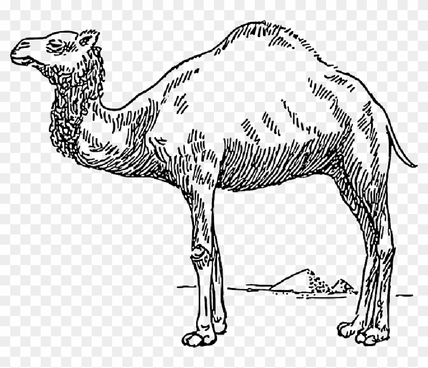 Drawn Camels Transparent - Camel Black And White Clipart