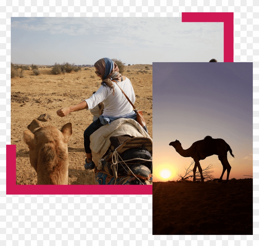 Half Day Sunrise Camel Safari Trotters Jaisalmer - Erg Clipart #4511056