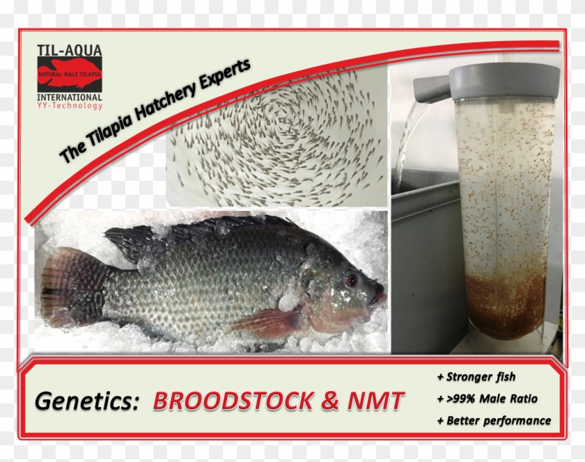 Tackling These Issues One By One Has Provided Our Company - Oily Fish Clipart #4511217