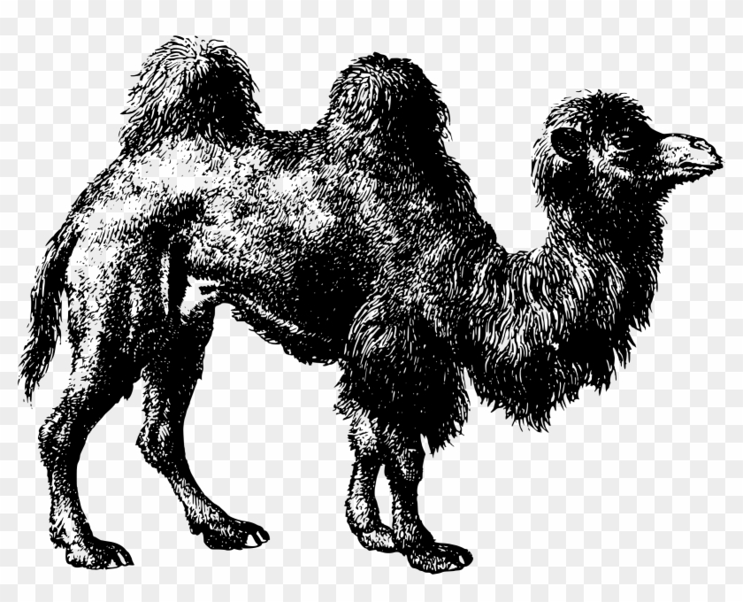 Clipart Bactrian Big - Bactrian Camel - Png Download