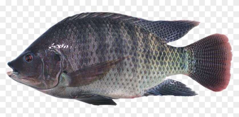 Izumidai - Pomacentridae Clipart