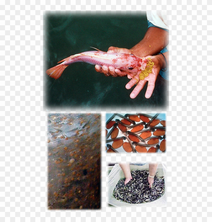 Aquaculyure Of Tilapia Clipart