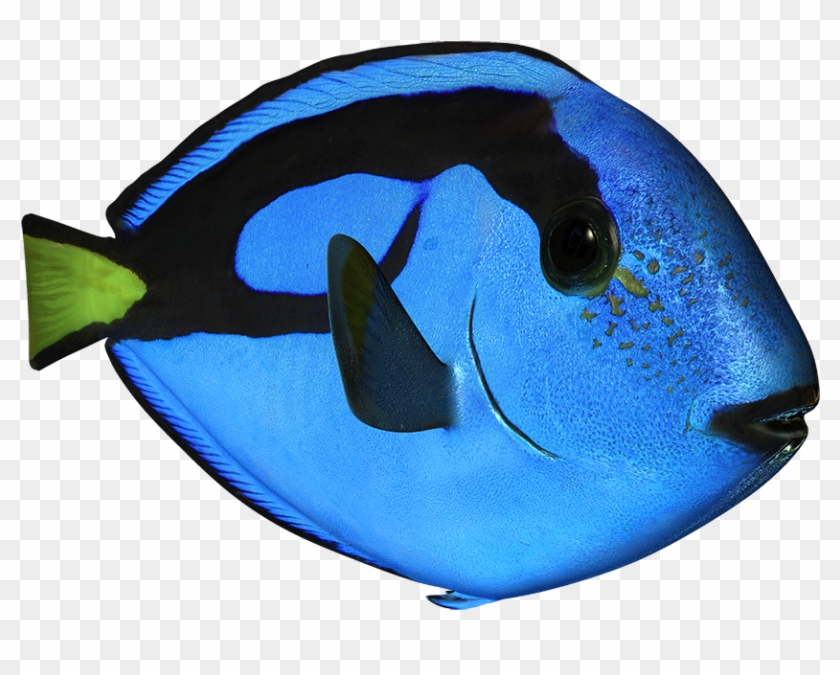 Blue Surgeonfish - Pomacanthidae Clipart