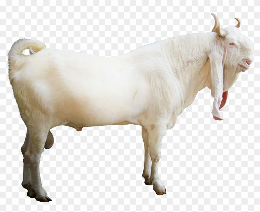Jamnapari - Jamnapari Goats Png Clipart #4513091