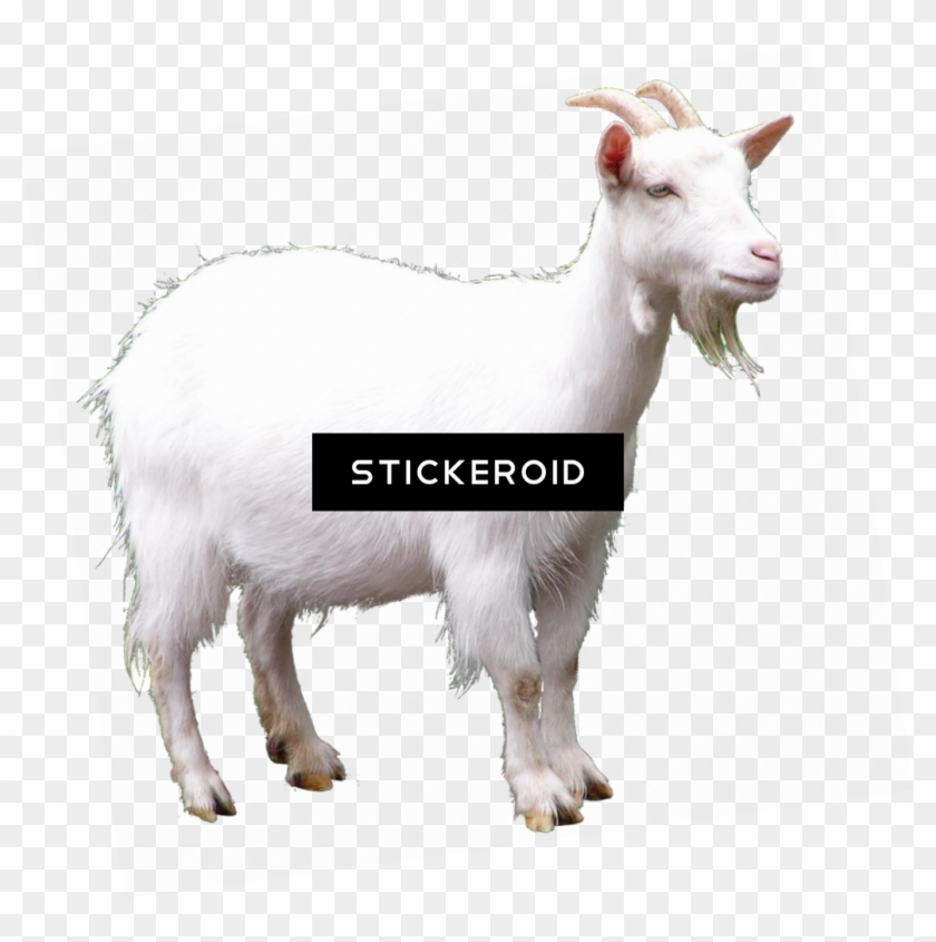 Goat , Png Download - Goat Clipart