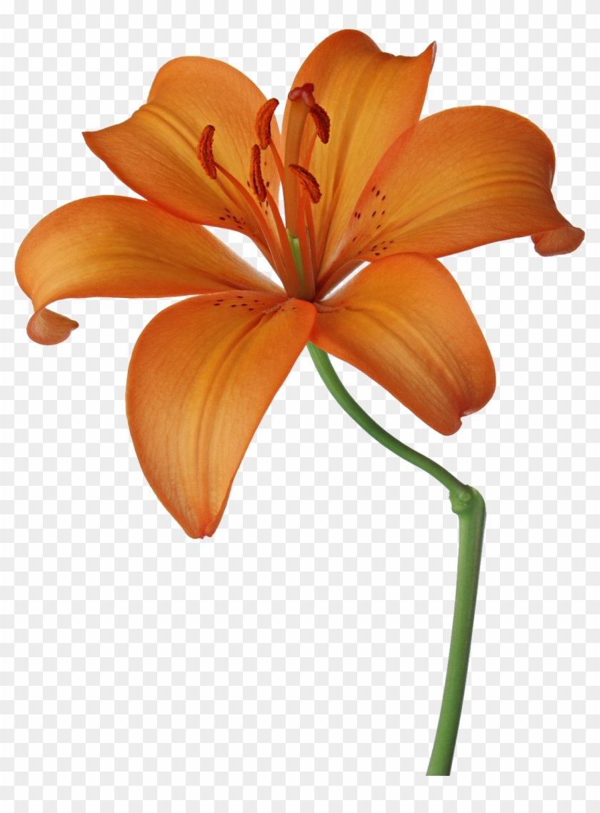 Image Dibujos Primavera Png Buscar Con Google Flowers - Fleur Lys Dessin Couleur Clipart #4513172