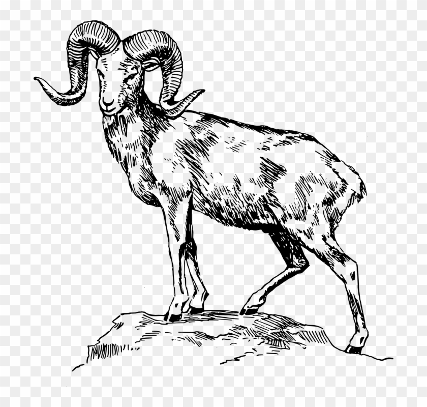 Goat Drawing Png - Ram Animal Drawing Clipart #4513263