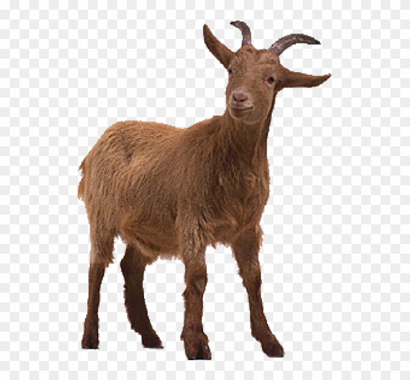 Goat Free Png Image Download - Goat Png Clipart