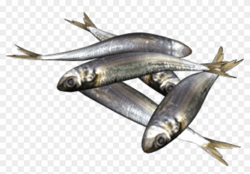Free Png Download Sardine Png, Sardine Fish Png , Download - Sardines Png Clipart #4515972