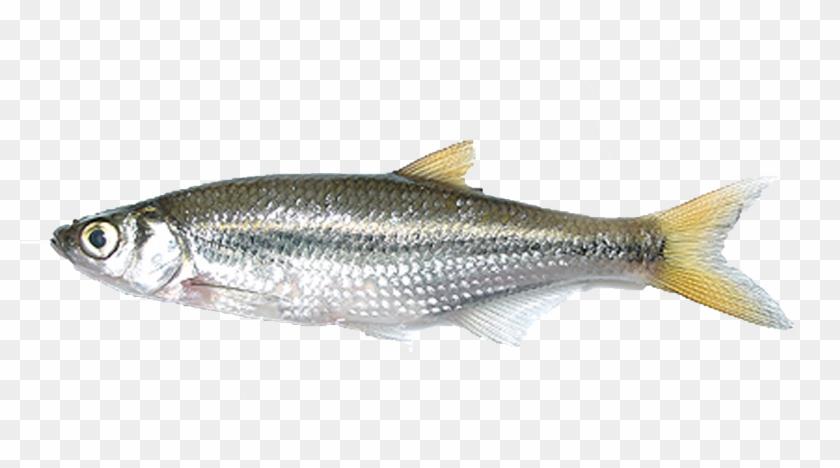 Fish Without Background Clipart
