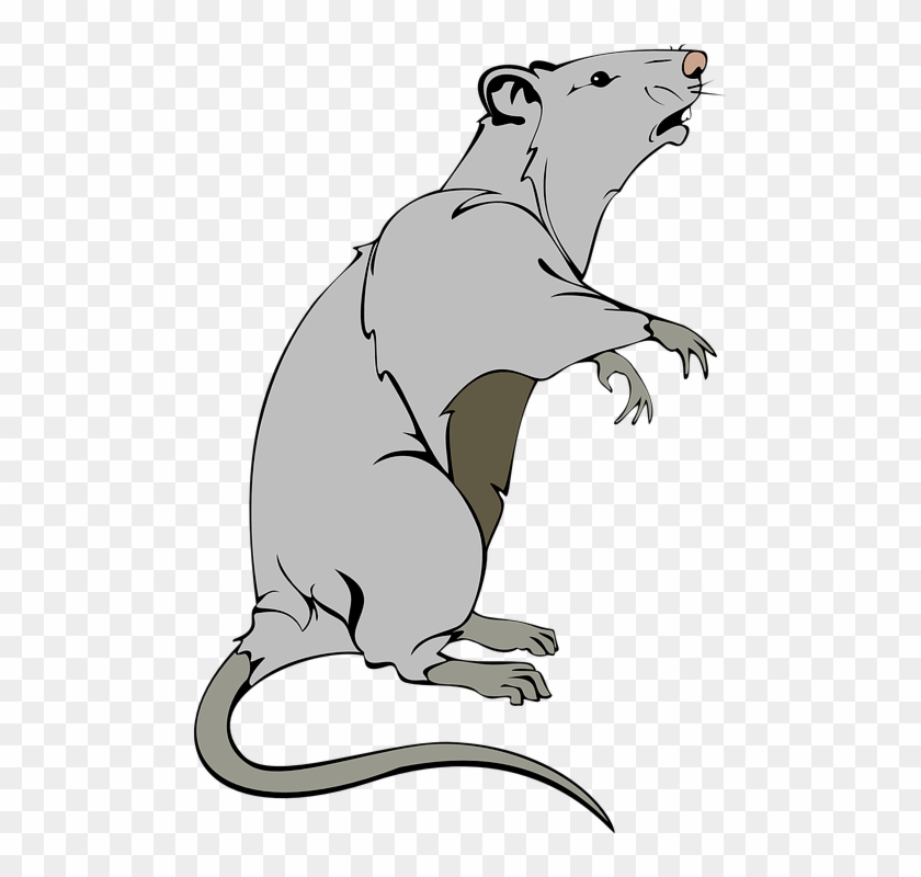 Rata, Animales, Del Ratón, Mamíferos, Pest, Mascota - Cartoon Transparent Background Cartoon Rat Clip Art - Png Download #4516063