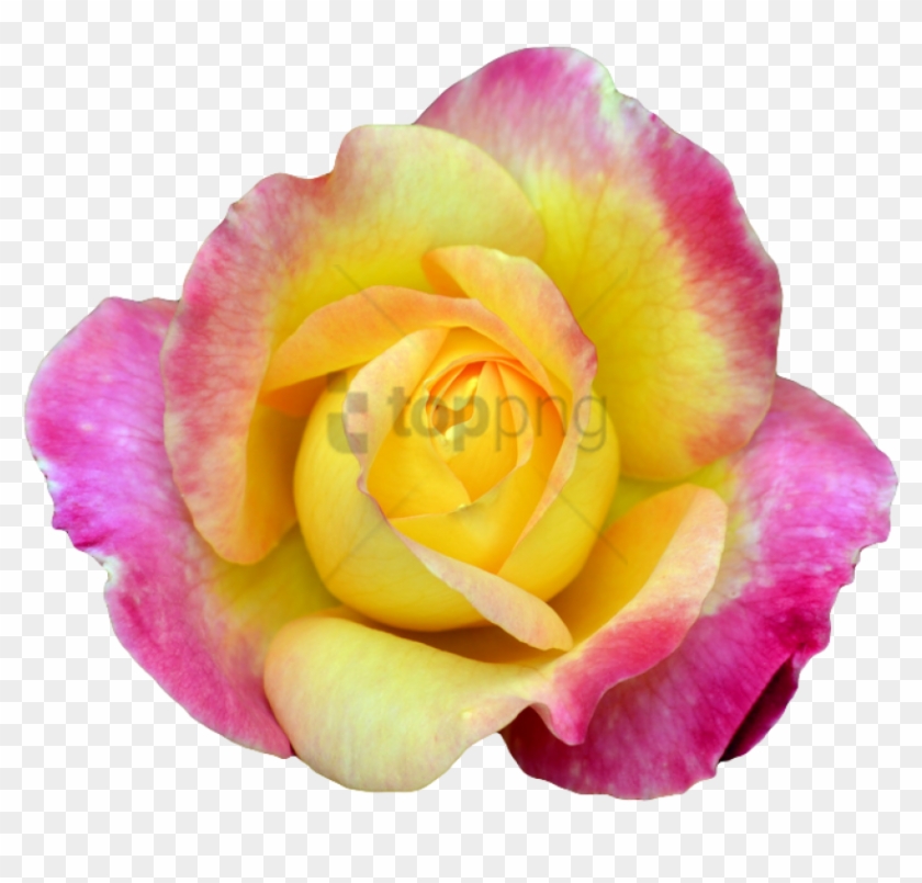 Free Png Transparent Flower Tumblr Png Image With Transparent - Hybrid Tea Rose Clipart
