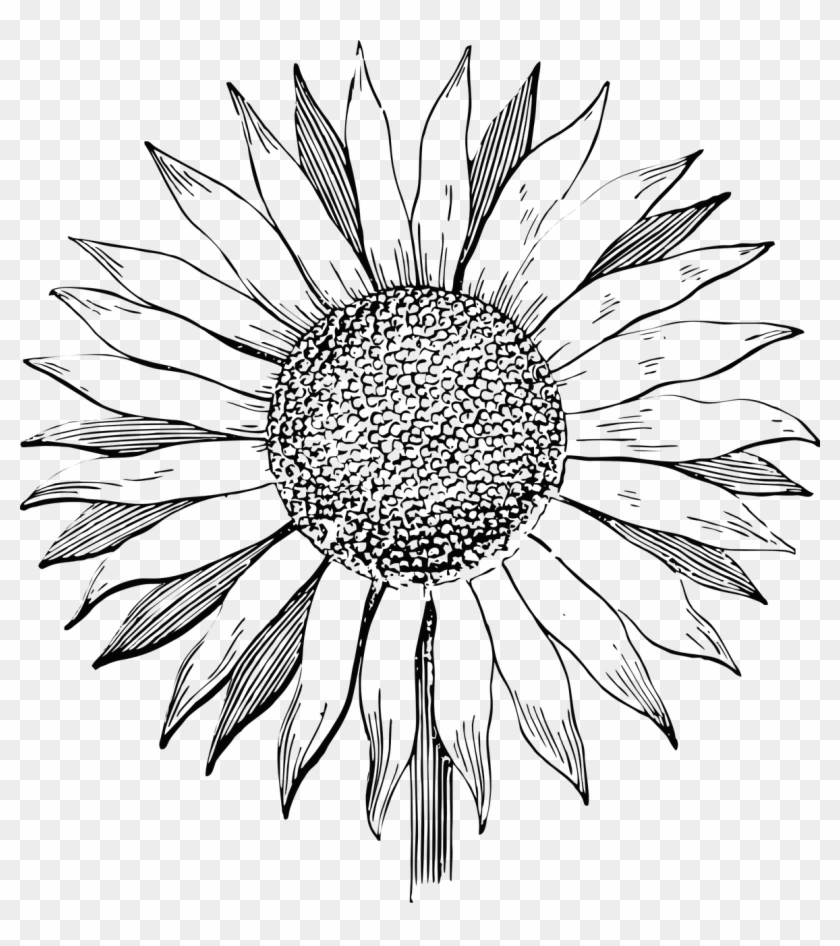 Sunflower,flower,line Pattern, - Sunflower Line Art Png Clipart