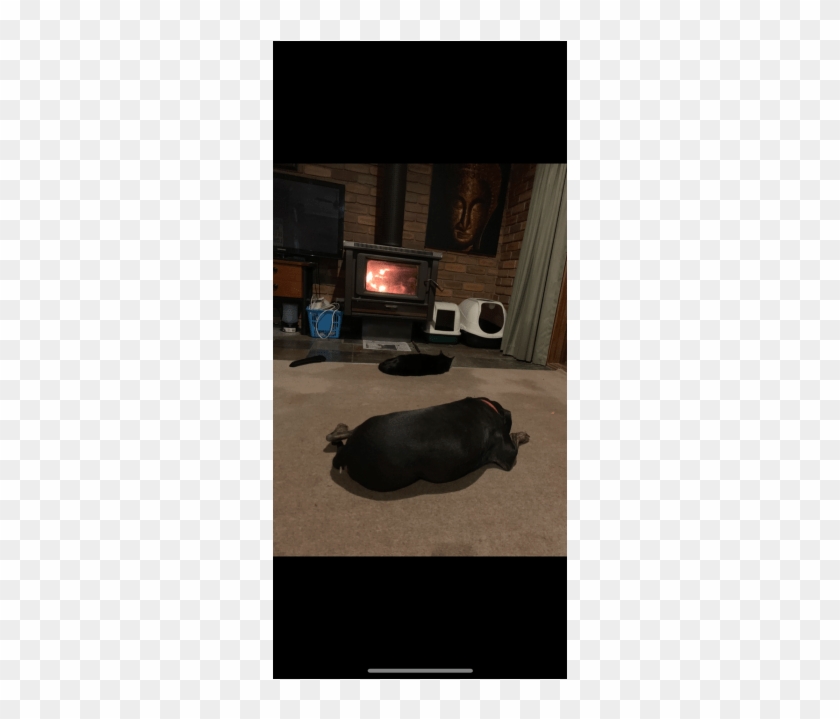 Photo Of Odie - Livestock Clipart #4518083