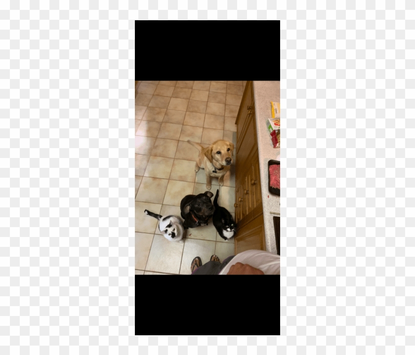 Photo Of Odie - Alaskan Malamute Clipart #4518455