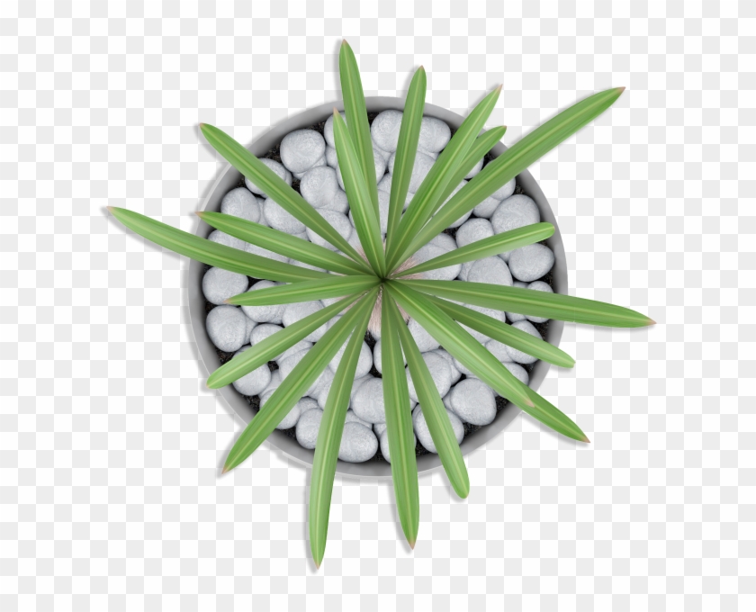 Potted Plants Top View Clipart