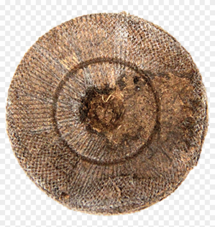 Strohhut Pork Pie Clipart #4518637