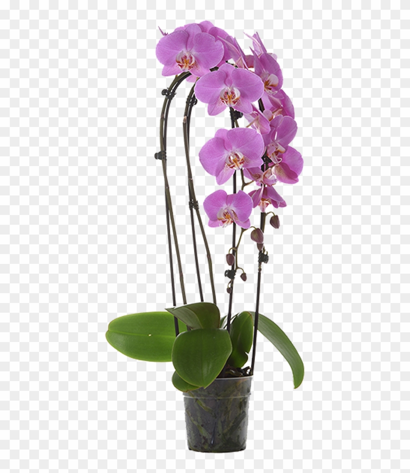 Moth Orchid Clipart #4518700