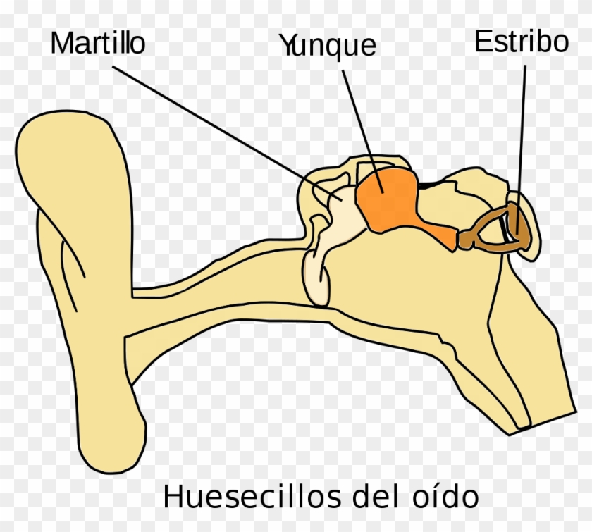 Auditory Ossicles Clipart #4519131