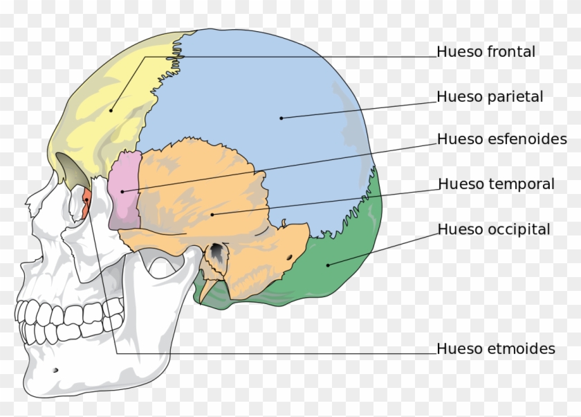 Cranial Bones Es - Bones Of The Skull Clipart #4519955