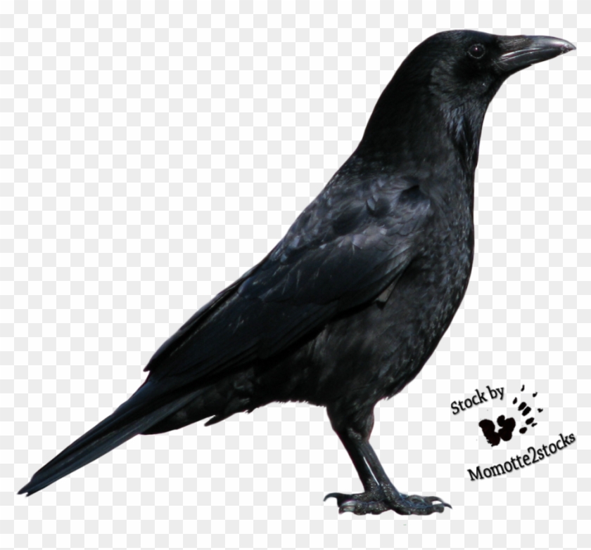 Ap4kt5 Crow Clipart Hd - Russell Crowe As A Crow - Png Download #4520380