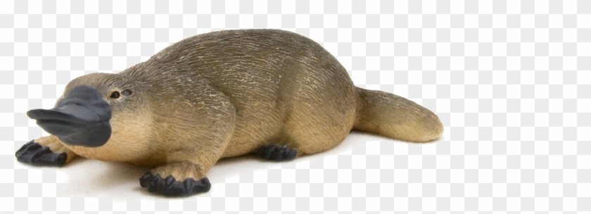 Platypus Platypus - Duck Billed Platypus Png Clipart