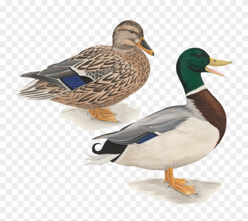 Mallard - Pato De Collar Clipart