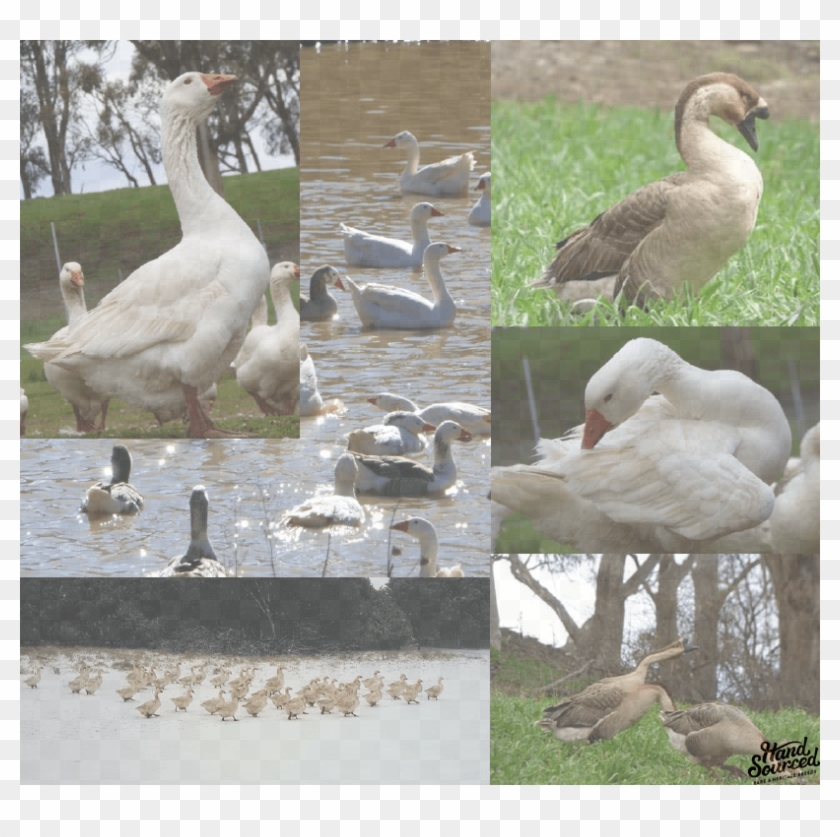 Muscovy Duck Hand Sourced - Duck Clipart