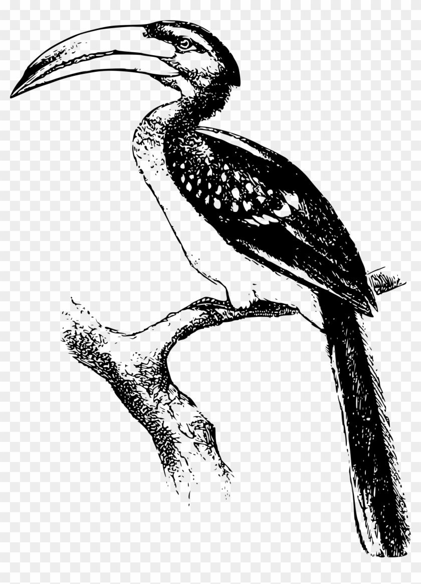 This Free Icons Png Design Of Yellow Billed Hornbill - Hornbill Png Black Clipart