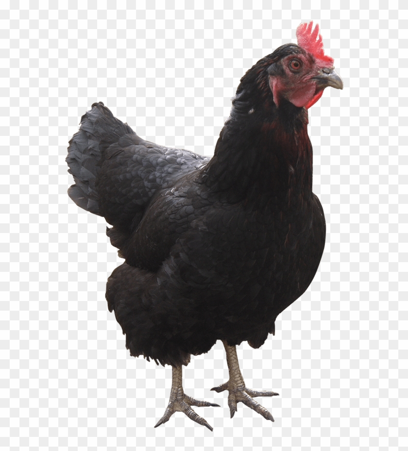 Gallina - Rooster Clipart #4526387