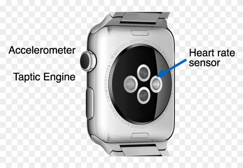 Back Side Of The Apple Watch - Sensores Apple Watch 3 Clipart #4526616