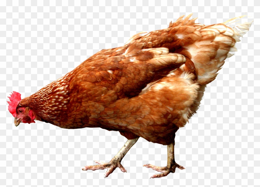Bruit De La Poule Clipart