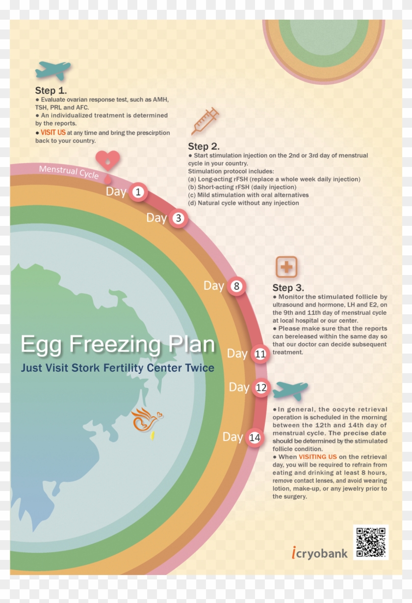 The Procedure Of Egg Freezing - Brochure Clipart #4527755