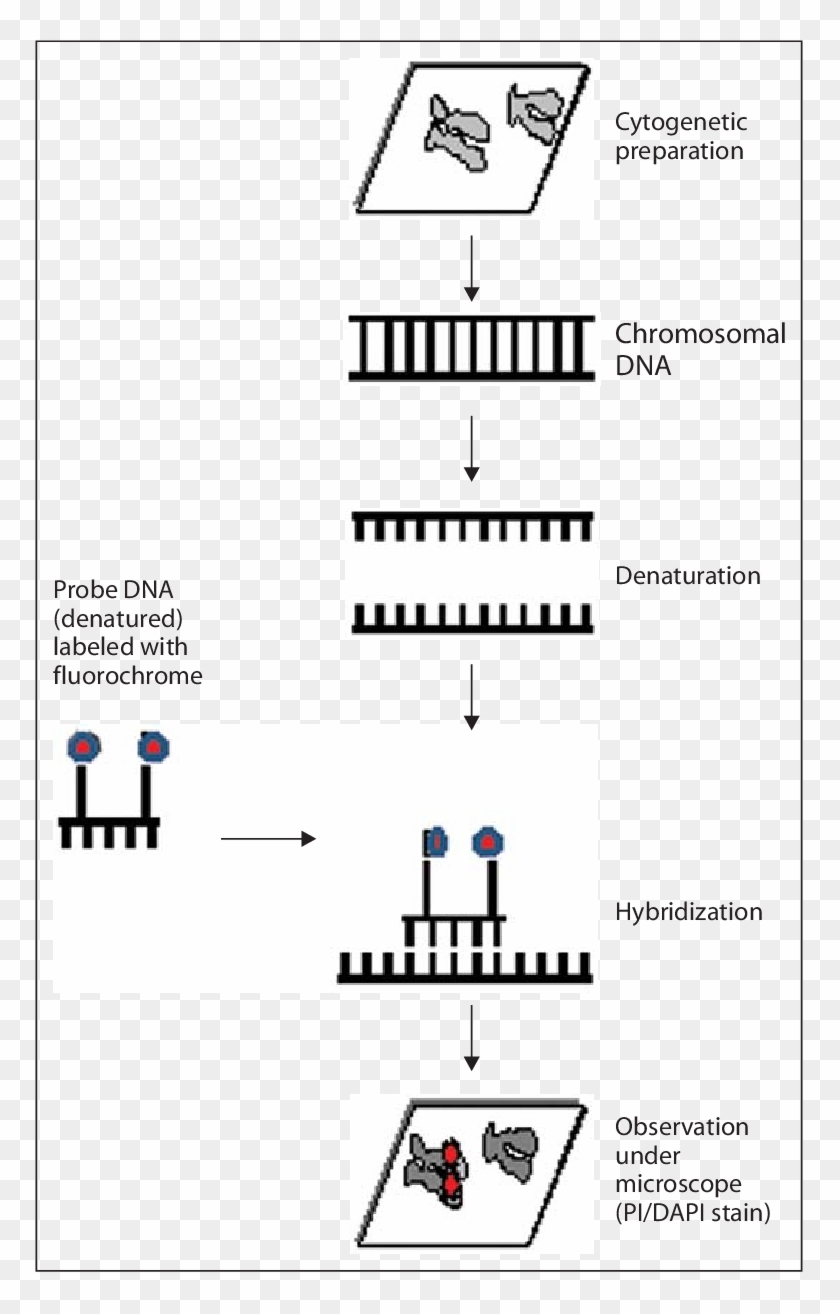 Various Steps Of Fish Procedure Fish Procedure Clipart (4527783