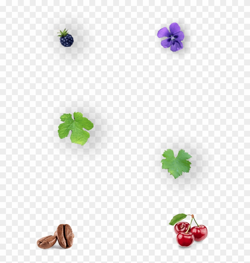 Img Gallina De Piel - Viola Clipart #4527839