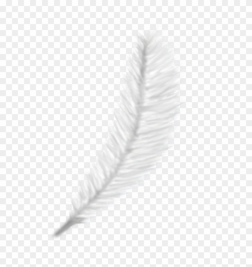Pluma Png - Sketch Clipart #4527889