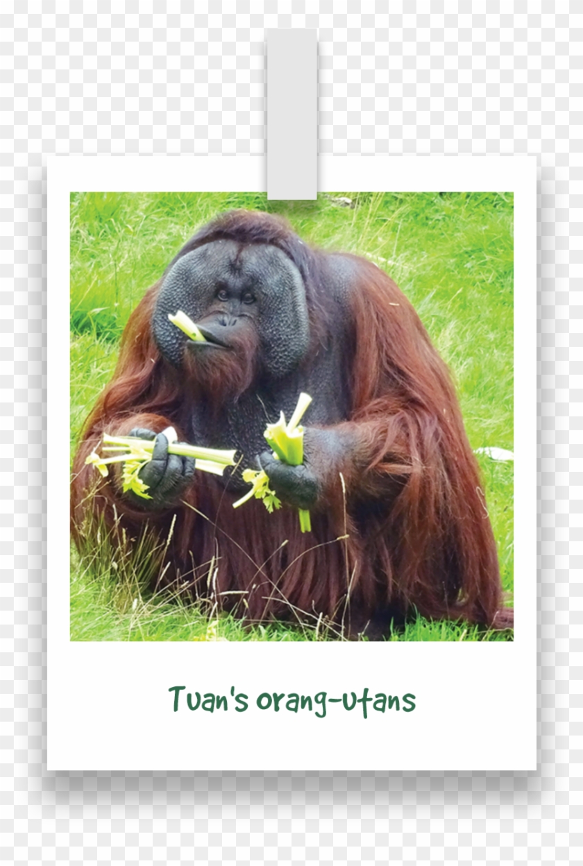 Tuans Orang Utans - Orangutan Clipart #4528900
