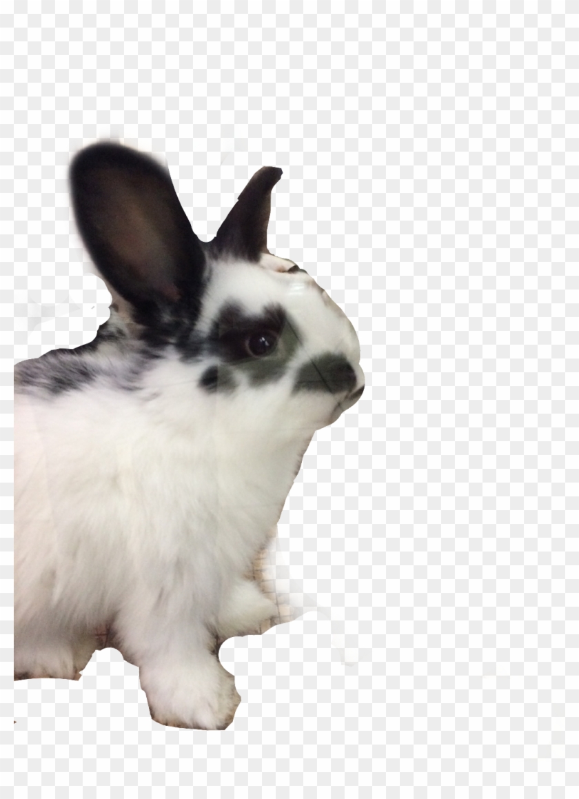 #conejo #rabit #conejos #freetoedit - Domestic Rabbit Clipart